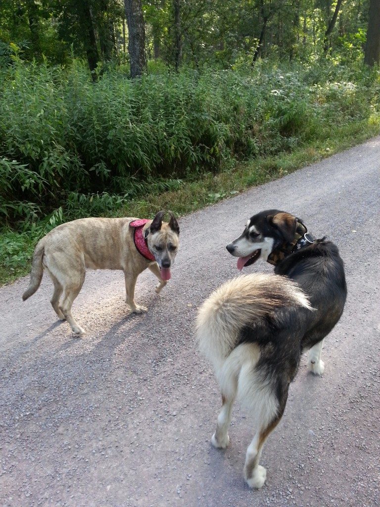 Meine Hunde sind mit Kühlhalsband im Sommer unterwegs Meine Hunde sind mit Kühlhalsband im Sommer unterwegs
