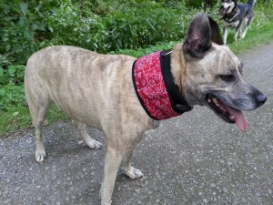Kuehlhalsband-Hund-Aqua-Coolkeeper-4 Kuehlhalsband-Hund-Aqua-Coolkeeper-4