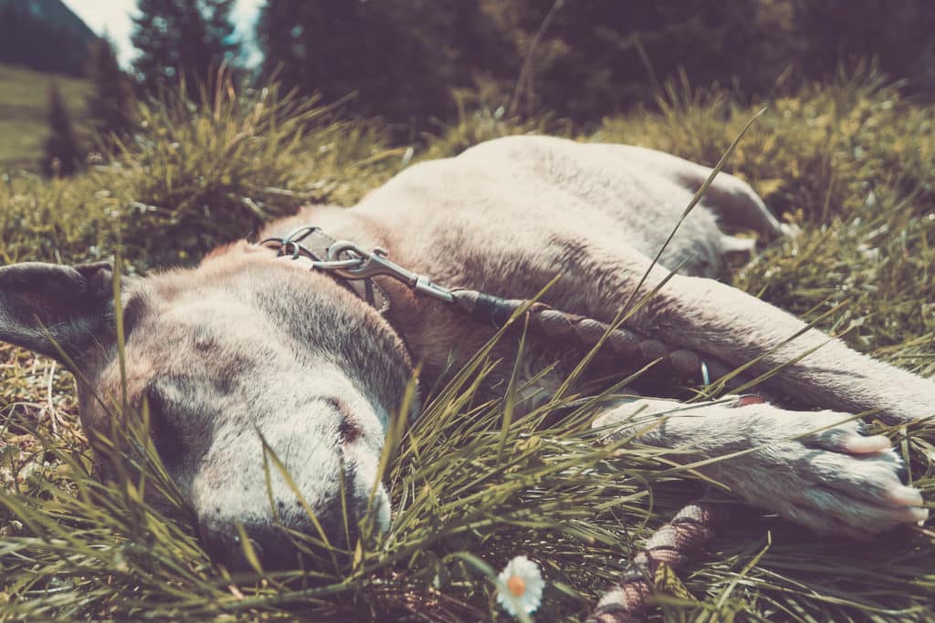 Abkühlung für Hunde durch Kühlmatten für Hunde Abkühlung für Hunde durch Kühlmatten für Hunde