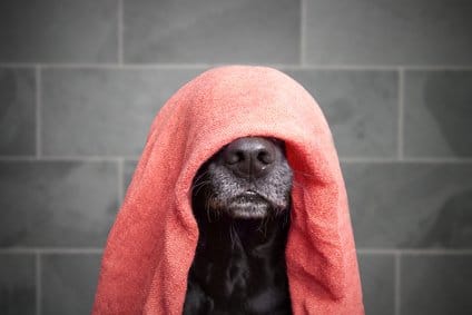 Fell und Haut Pflege für den inkontinenten Hund