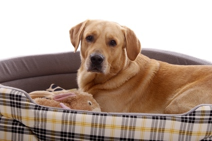Golden Retriever im orthopädischen Hundebett in XXL Golden Retriever im orthopädischen Hundebett in XXL