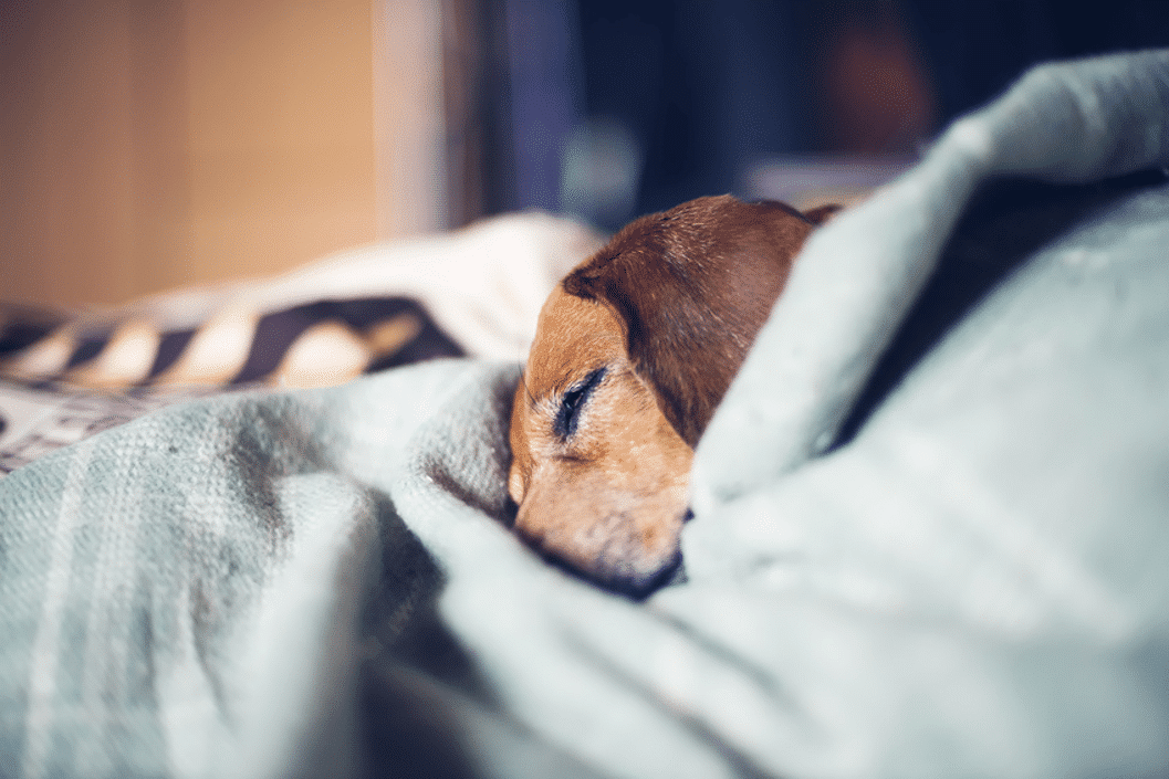 Hundebetten für alte Hunde Hundebetten für alte Hunde