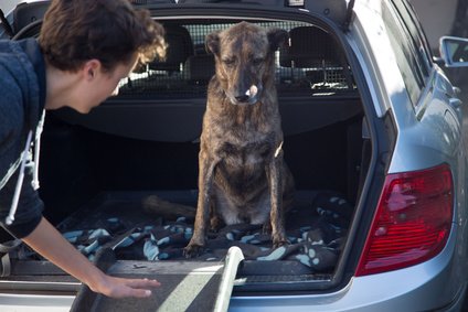 Hunderampen für alte und kranke Hunde Hunderampen für alte und kranke Hunde