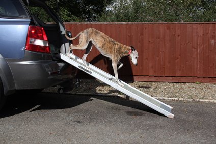 Hunderampe für alte und kranke Hunde Hunderampe für alte und kranke Hunde