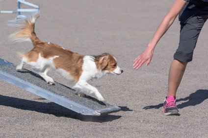 Hunderampe - Üben mit jungen Hunden Hunderampe - Üben mit jungen Hunden