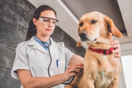 Inkontinenter Hund beim Tierarzt