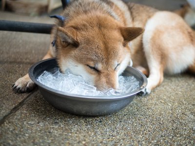 Abkühlung und Kühlmatte für den Hund im Sommer Abkühlung und Kühlmatte für den Hund im Sommer