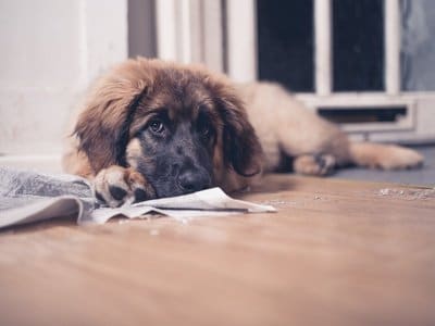 Matten für den Hund mit Inkontinenz