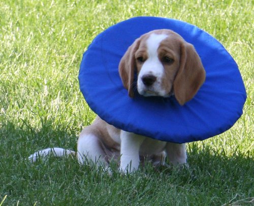 Tepaw Halskragen für Hunde Tepaw Halskragen für Hunde