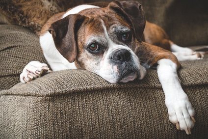 Image result for boxer dog, auf dem Sofa sitzen