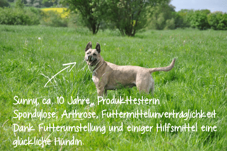 Sunny ist heute (2016) ca. 12-13 Jahre alt.