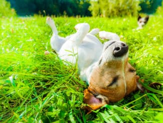 Hund im Sommer