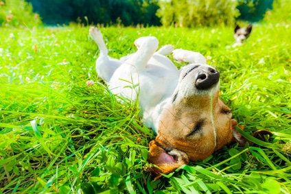 Hund im Sommer