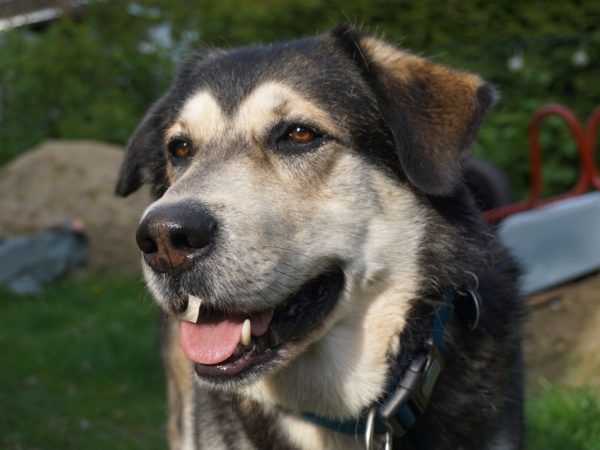 Arthrose vorbeugen beim gesunden Hund
