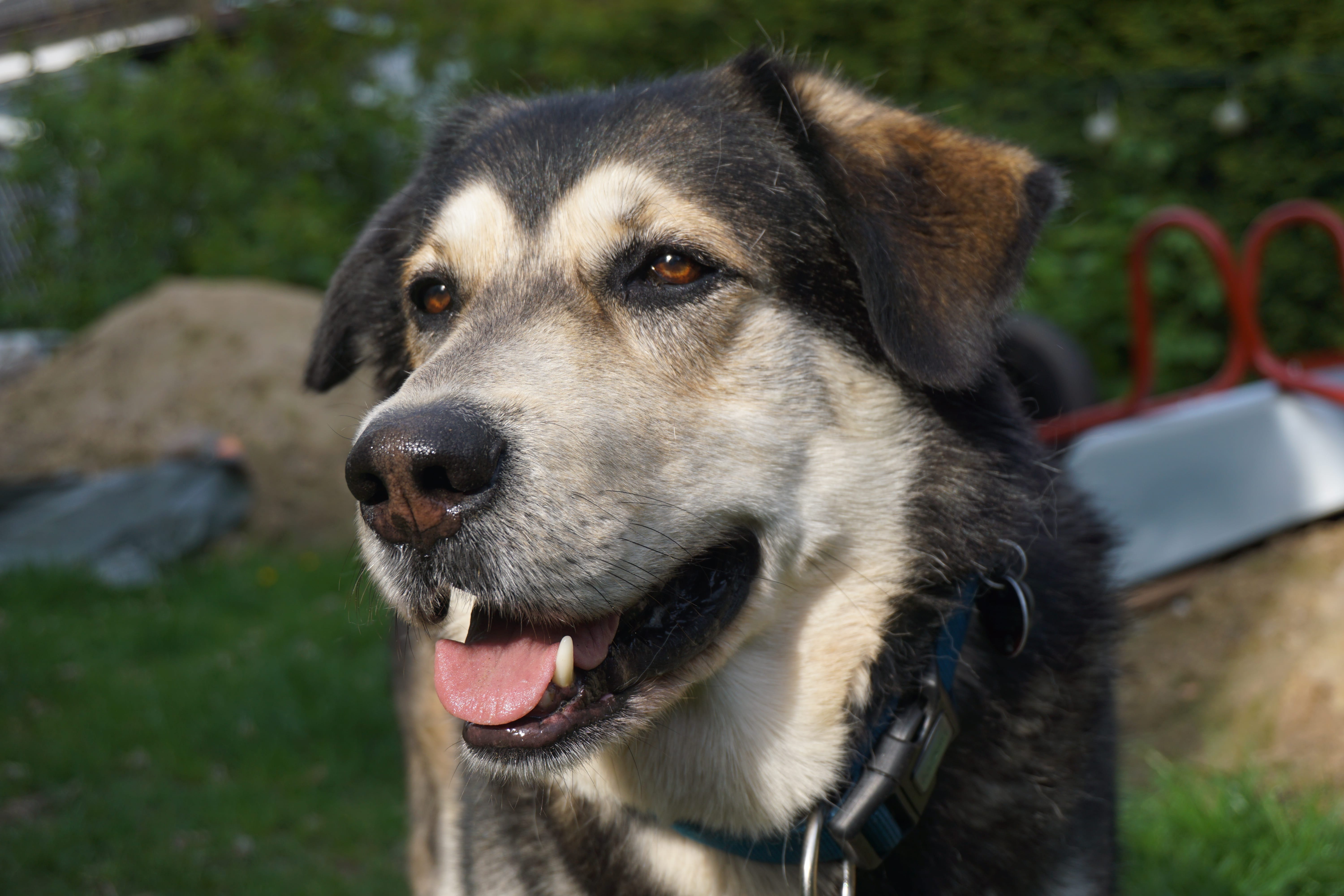 Arthrose vorbeugen beim gesunden Hund