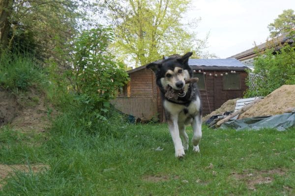 Gesunder-Hund Gesunder-Hund