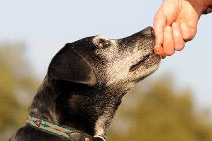 Grünlippmuschelpulverextrakt-für-Hunde Grünlippmuschelpulverextrakt-für-Hunde