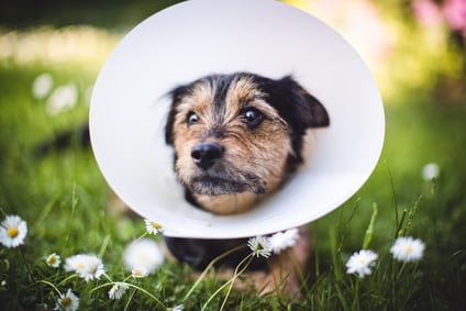 Halskrause-für-Hunde-bei-Traumeel-Anwendung Halskrause-für-Hunde-bei-Traumeel-Anwendung