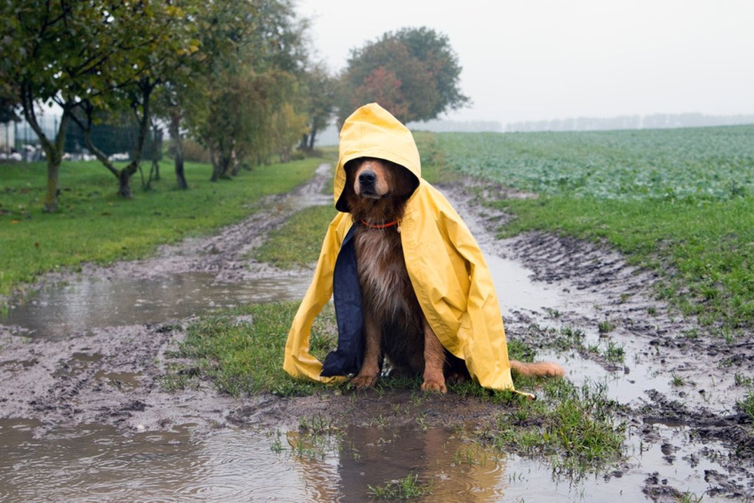Hund mit Arthrose im Regen sitzt in einer Pfütze