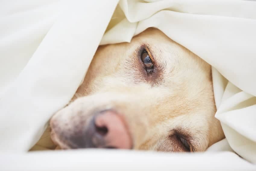 Orthopädisches Hundebett Orthopädisches Hundebett
