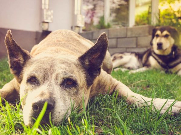Traumeel-beim-Hund-mit-Arthrose