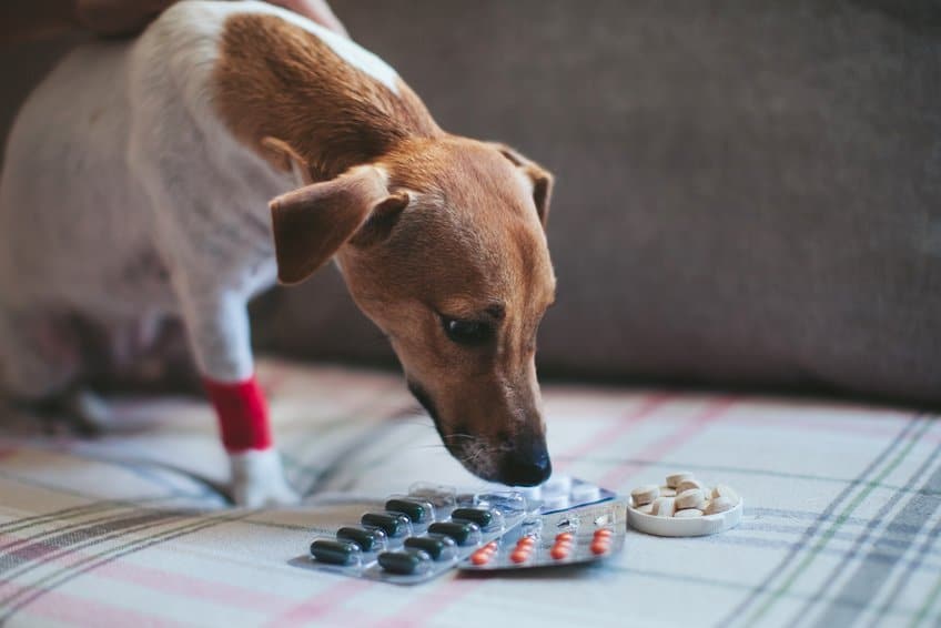 Traumeel für Hunde hat eine schmerzstillende und entzündungshemmende Wirkung Traumeel für Hunde hat eine schmerzstillende und entzündungshemmende Wirkung