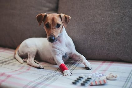 Mit Zeel für Hunde kannst du eine homöopathische Langzeittherapie gegen Arthrose-Schmerzen und Entzündungen bei deinem Hund durchführen. Mit Zeel für Hunde kannst du eine homöopathische Langzeittherapie gegen Arthrose-Schmerzen und Entzündungen bei deinem Hund durchführen.