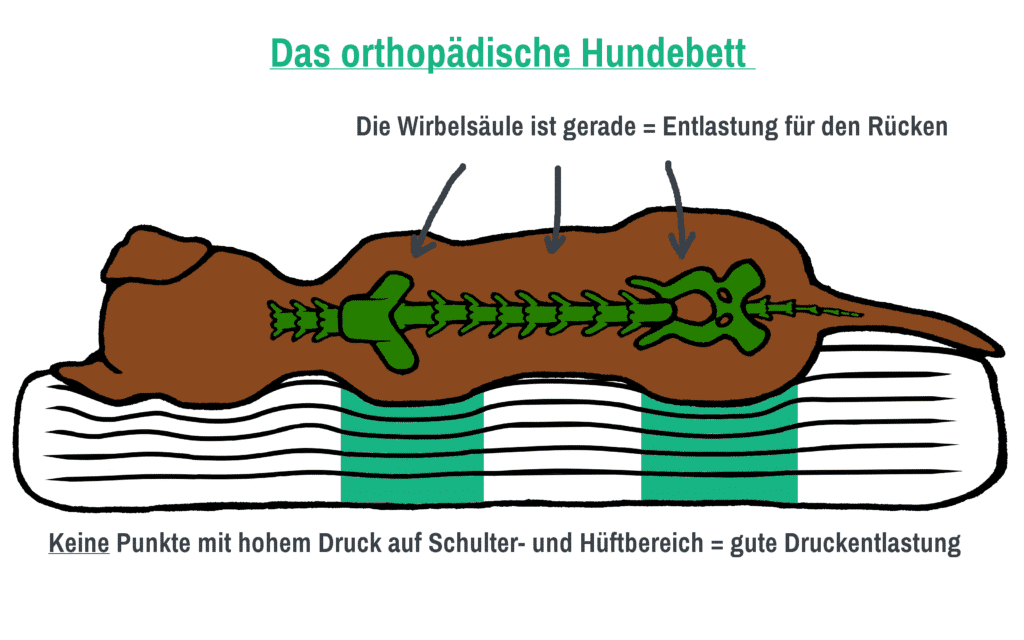 orthopädisches-hundebett orthopädisches-hundebett