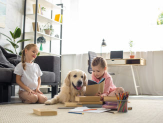 hundebuecher alte und kranke Hunde