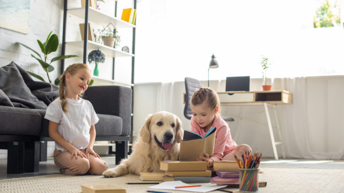 hundebuecher alte und kranke Hunde hundebuecher alte und kranke Hunde