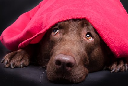 Hund hat zu Silvester Angst Hund hat zu Silvester Angst