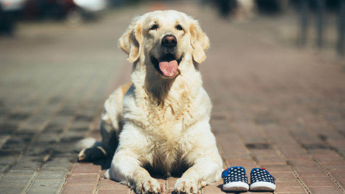 Hundeschuhe und Pfotenschutz Hundeschuhe und Pfotenschutz