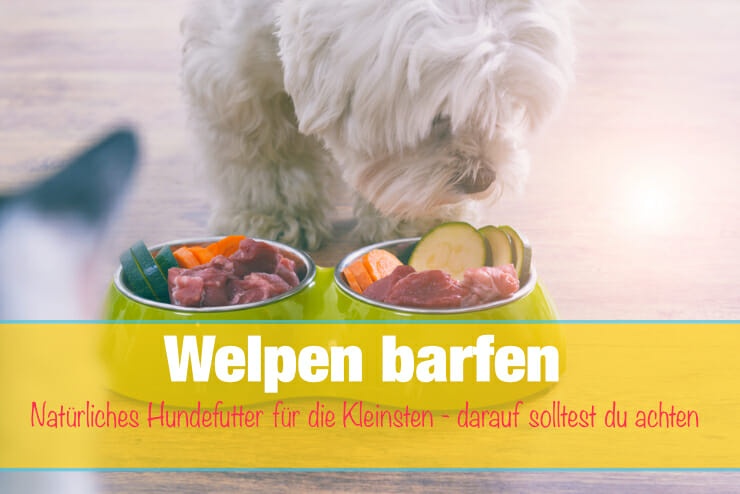 Welpen Barfen Die Wichtigsten Besonderheiten Buch Tipps