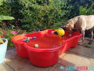 Hund spielt im hundepool in Knochenform