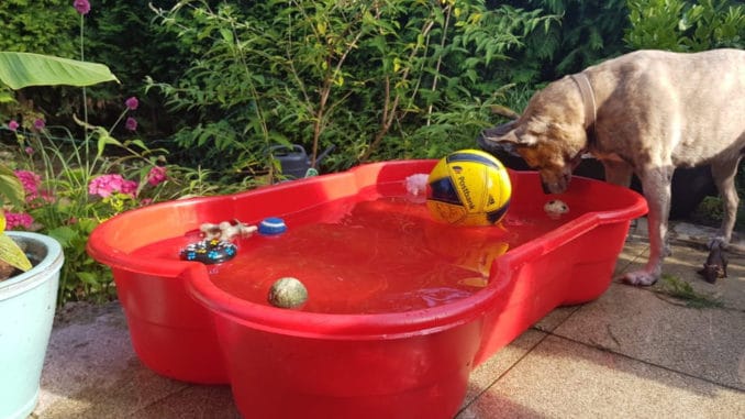 Hund spielt im hundepool in Knochenform Hund spielt im hundepool in Knochenform