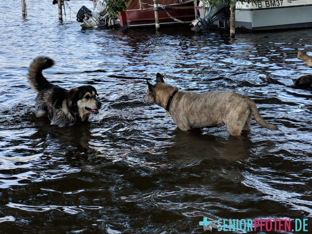 Hundepool oder See - schwimmende Hunde Hundepool oder See - schwimmende Hunde