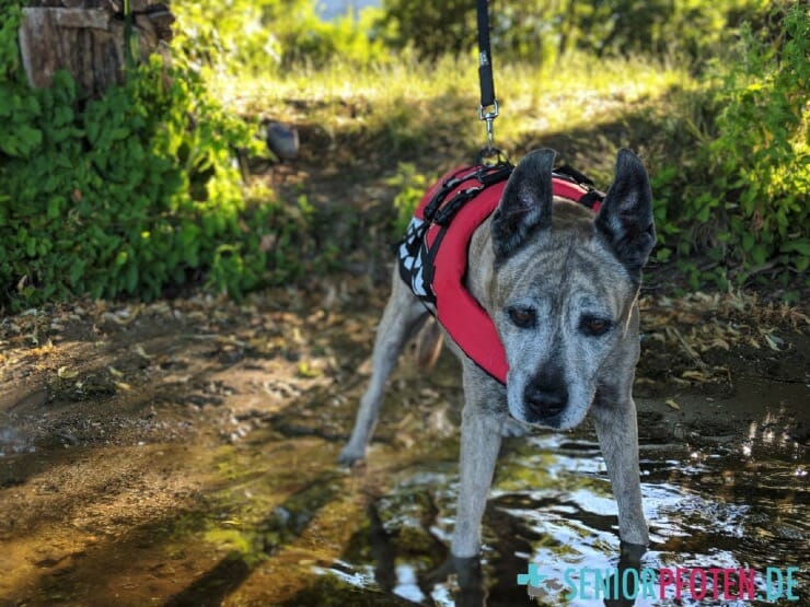 Hundeschwimmweste für alte Hunde