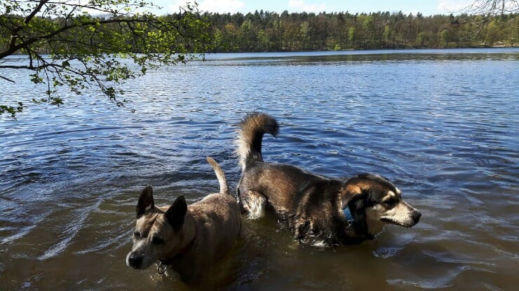 Mit Hund am See