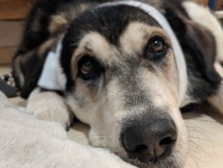 Mein Hund mit Leckschutz und einer Wunde am Kopf