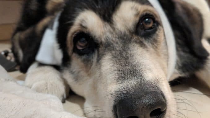Mein Hund mit Leckschutz und einer Wunde am Kopf Mein Hund mit Leckschutz und einer Wunde am Kopf