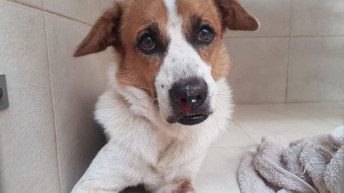 Nasenbluten beim Hund Nasenbluten beim Hund