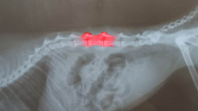 Spondylose Hund Spondylose Hund