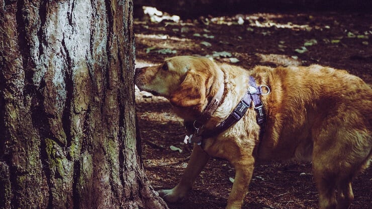Hund Nasenarbeit - schnueffeln